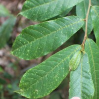 Antiaris toxicaria (J.F.Gmel.) Lesch.